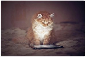 5 лучших игр на Windows 10 для кошек